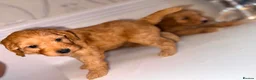 Cavapoo dogs for sale: Cavapoo - Advert 4