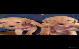 Labrador Retriever dogs for sale: Red fox labrador puppy's  - Image 10