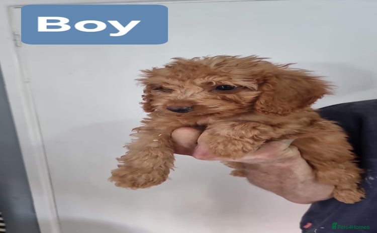 Cavapoo dogs - Advert 1