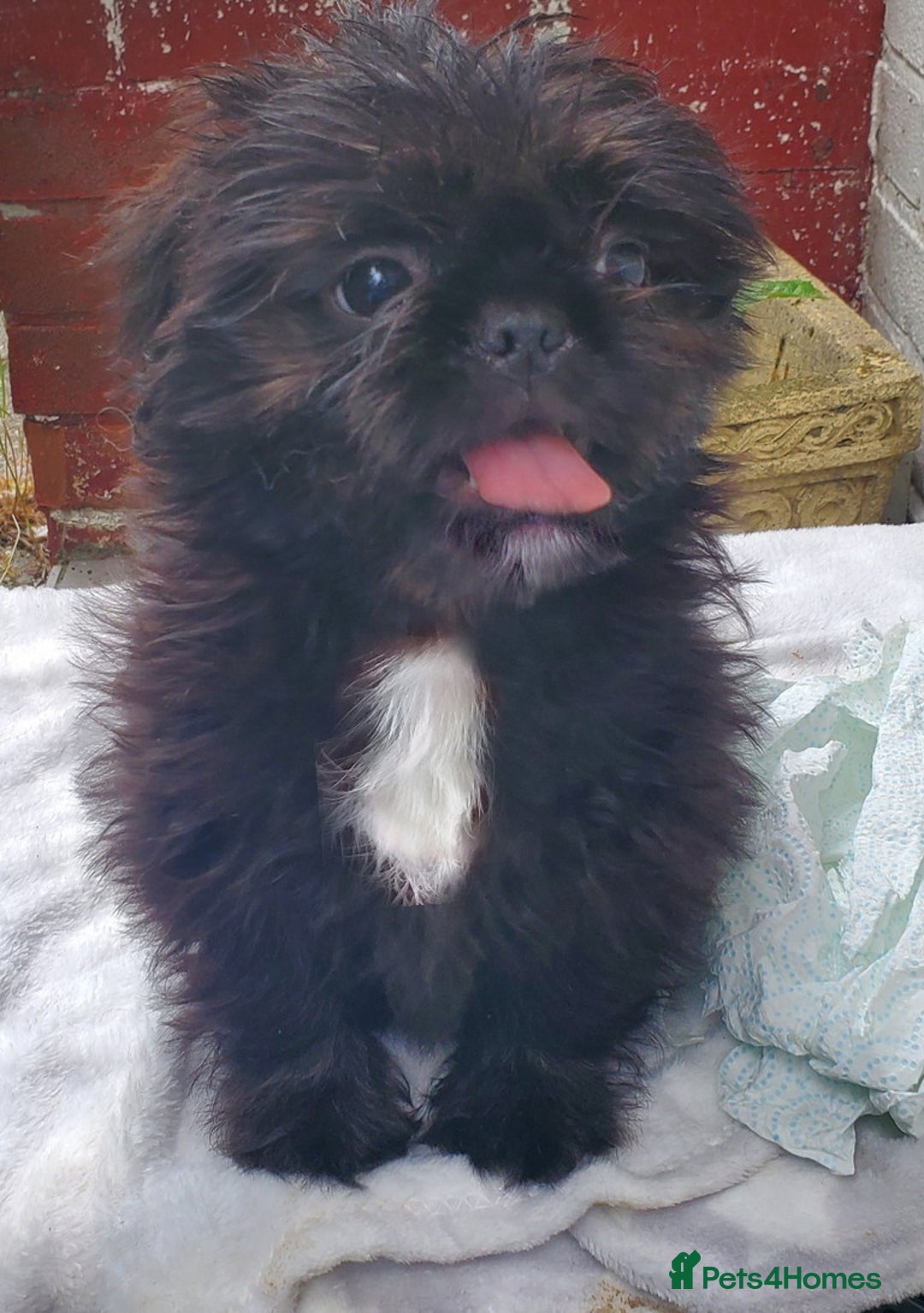 Mixed Breed dogs for sale: Shih Tzu cross Pug puppies - Advert 9