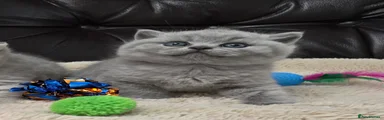 British Shorthair Kitten Blue boy 
