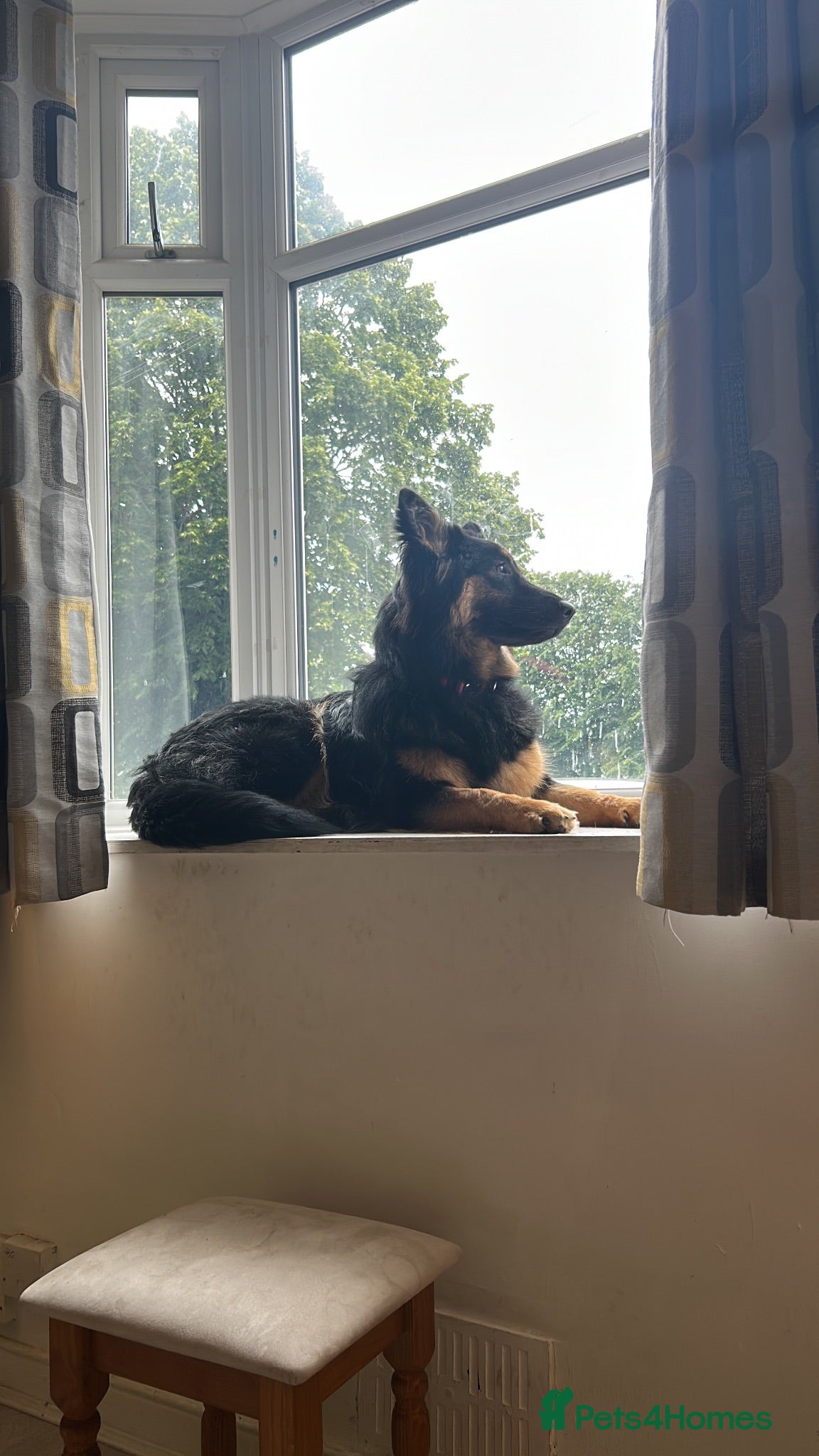 German Shepherd dogs Female german shepherd  - Advert 5