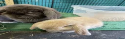 Mini Lop rabbits for sale: Beautiful mini lop babies - Advert 1