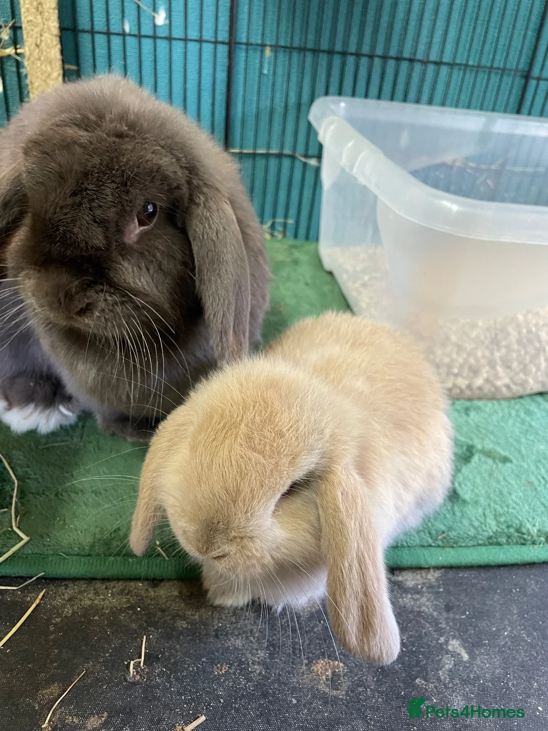 Mini Lop rabbits for sale: Beautiful mini lop babies - Advert 1