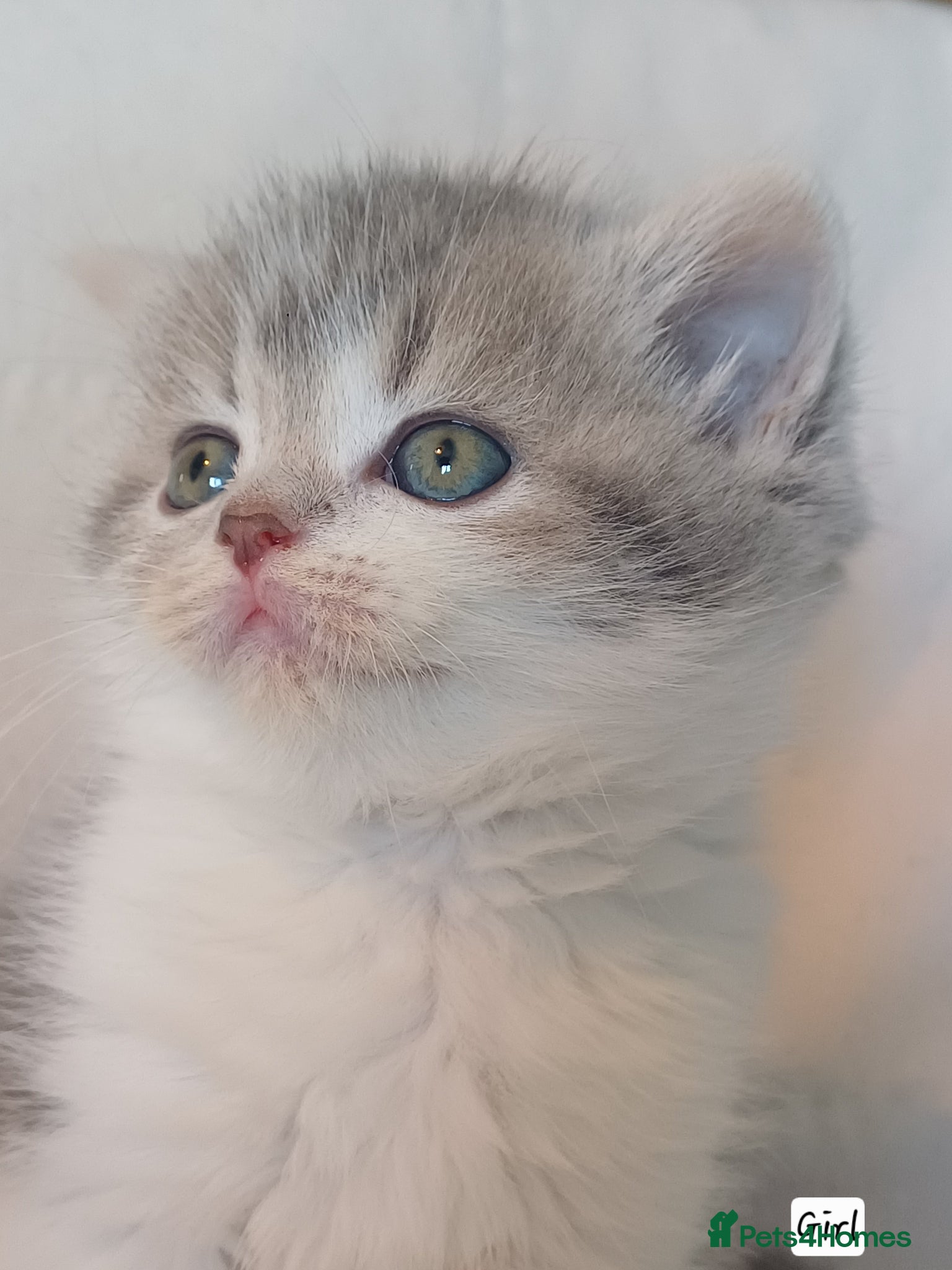 British Shorthair cats for sale: Gorgeous Brittish Shorthair 🐱 - Advert 23