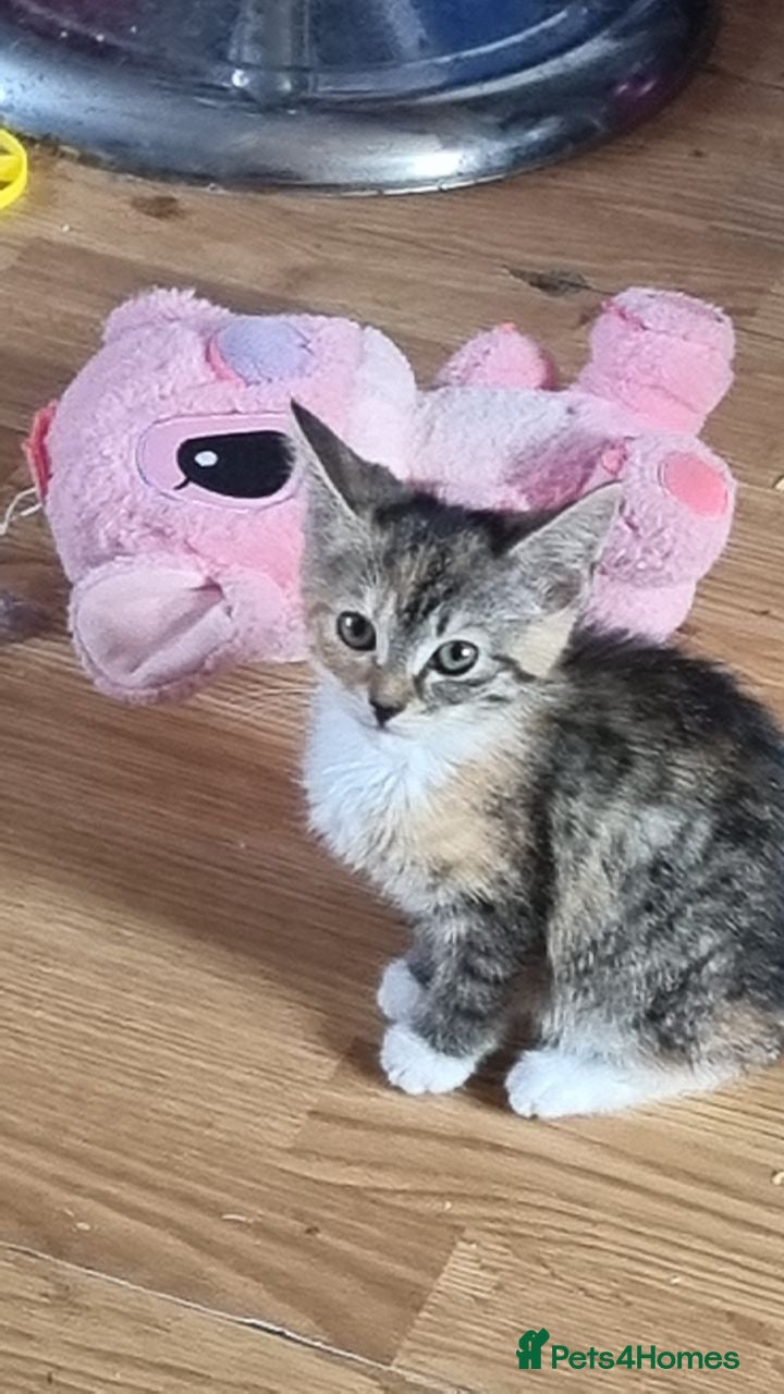 Domestic Shorthair cats 13 week old female kitten(please read discription) - Advert 14