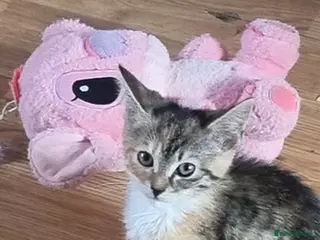 Domestic Shorthair cats 13 week old female kitten(please read discription) - Advert 14