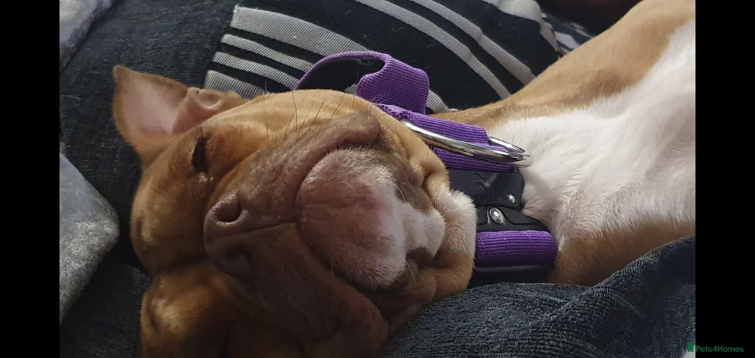 Mixed Breed dogs for sale: 2 adorable puppies - Advert 2