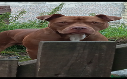 American Bull Staffy dogs for sale: Last 2 baby boys needing their forever home - Image 13