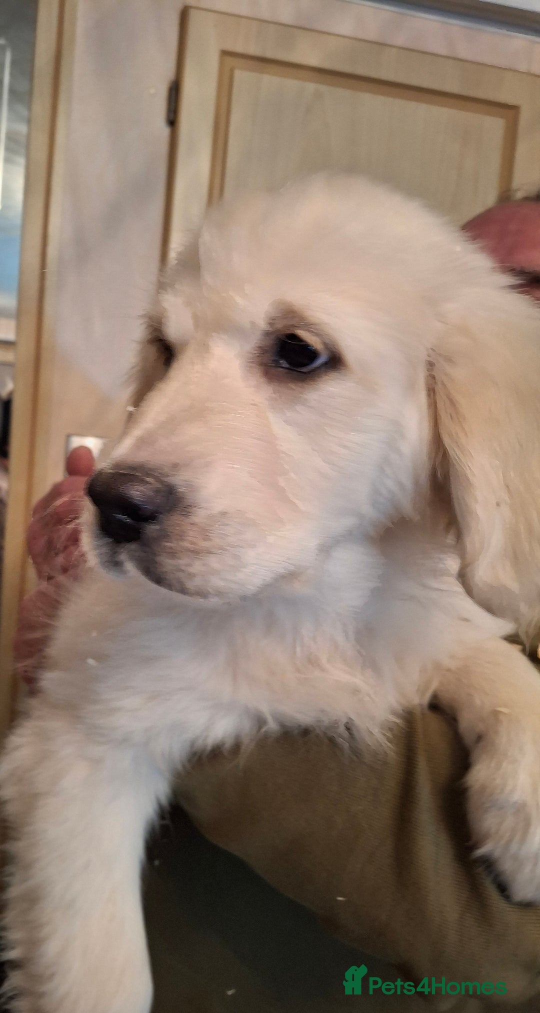 Golden Retriever dogs for sale: KC Registered Golden Retreiver Puppies  - Advert 15