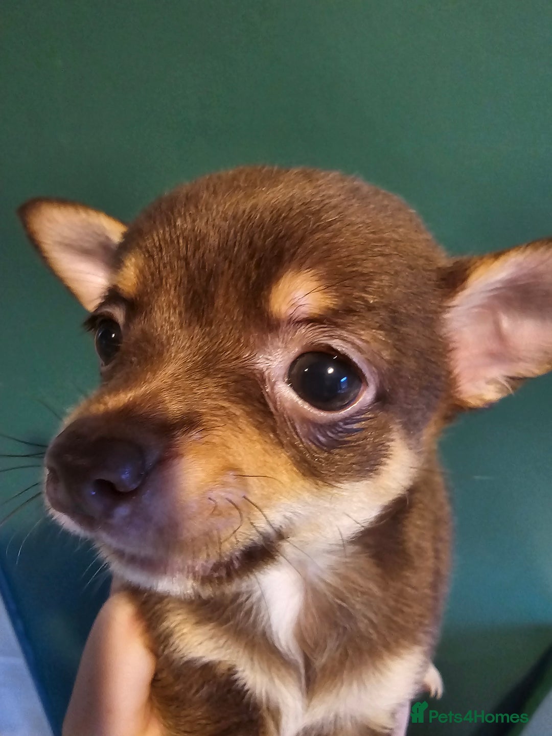 Chihuahua dogs for sale: Chihuahua Puppies Long haired and short - Image 10