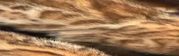 Bengal cats for sale: Gorgeous full pedigree reg bengal female kittens  - Advert 12