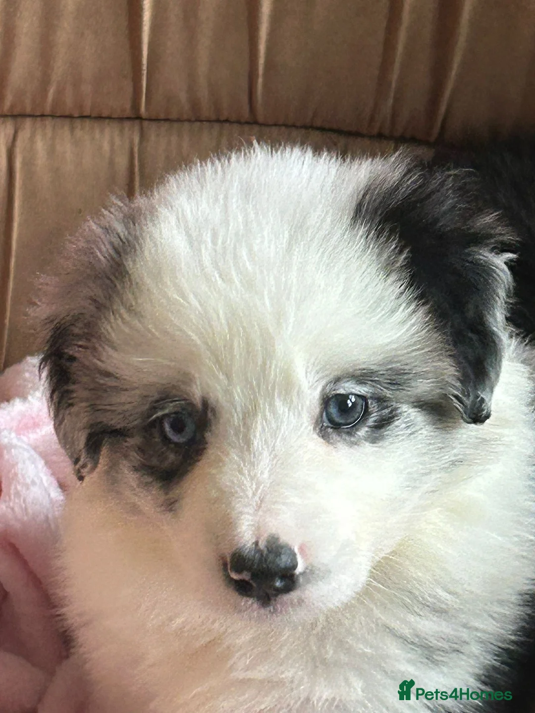 Border Collie dogs for sale: Stunning KC Reg Health Tested Border Collies - Advert 21