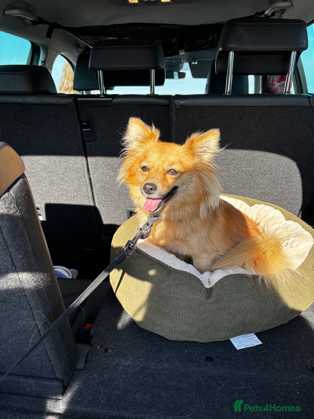 Pomeranian dogs for sale: Fox Faced Pom - Image 1