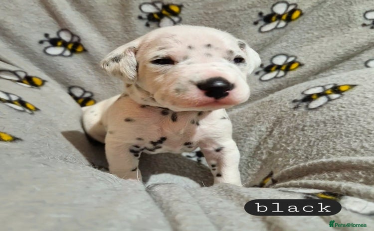 Dalmatian dogs - Advert 14