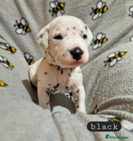 Dalmatian dogs **Beautiful litter of 11 KC Dalmatians** - Advert 3