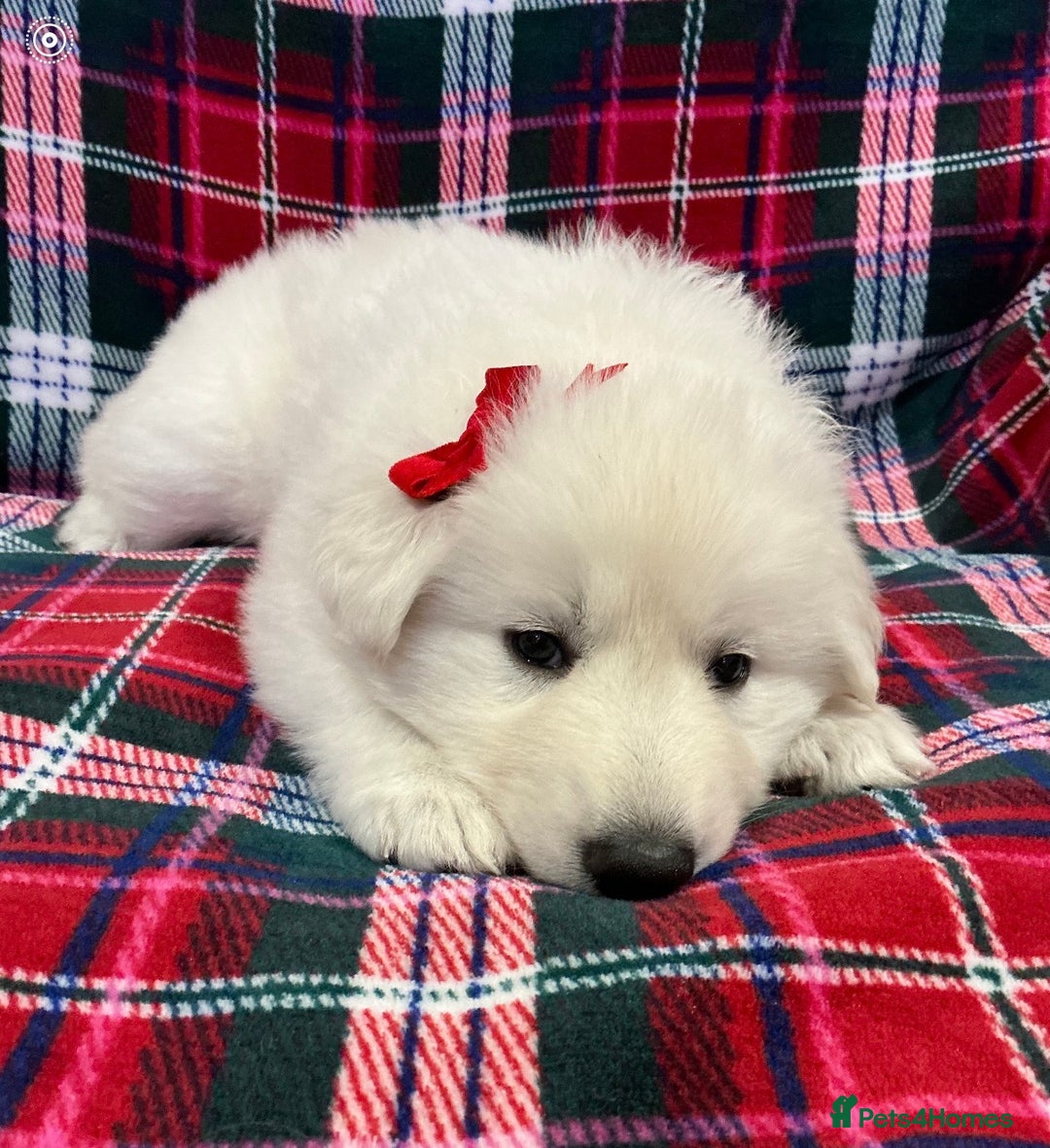 White Swiss Shepherd dogs for sale: Ready for collection - Advert 2
