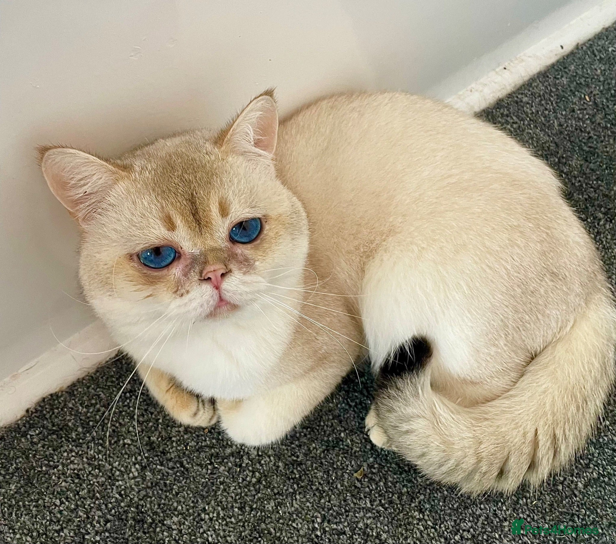 British Shorthair cats Imported golden chinchilla ny1133 male for sale  - Advert 1