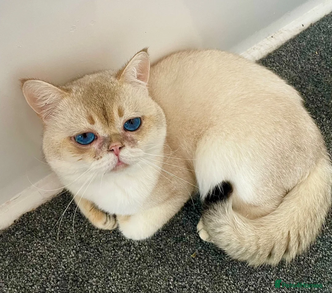 British Shorthair cats for sale: Imported golden chinchilla ny1133 male for sale  - Advert 1