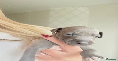 Italian Greyhound dogs - Advert 1