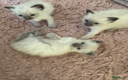 Ragdoll cats for sale: Beautiful ragdoll babies 🩷🩷🩵🩵 - Image 12