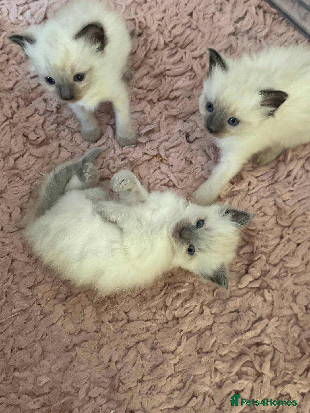 Ragdoll cats for sale: Beautiful ragdoll babies 🩷🩷🩵🩵 - Image 12