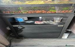 Frog reptiles for sale: 2x Male Whites tree frog and set up - Image 5