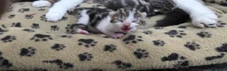 Mixed Breed cats for sale: Kittens ready for their forever home  - Advert 12