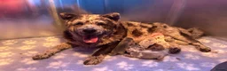 Chow Chow dogs for sale: Stunning exotic colour chowski puppies for sale  - Advert 32