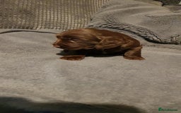 Sprocker dogs for sale: My lady has had beautiful 3 sprocker spaniel pups  - Image 4