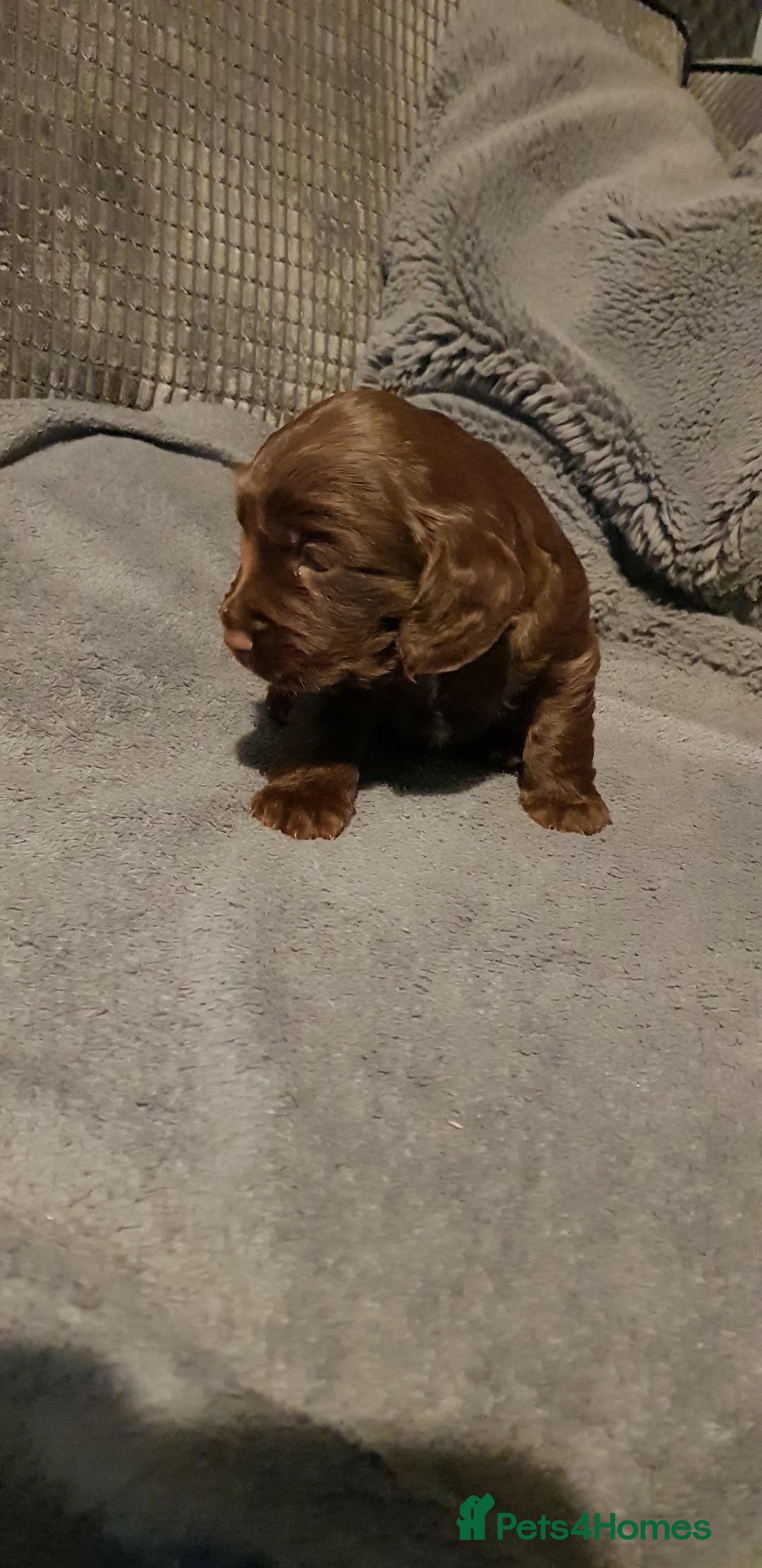 Sprocker dogs for sale: My lady has had beautiful 3 sprocker spaniel pups  - Image 4