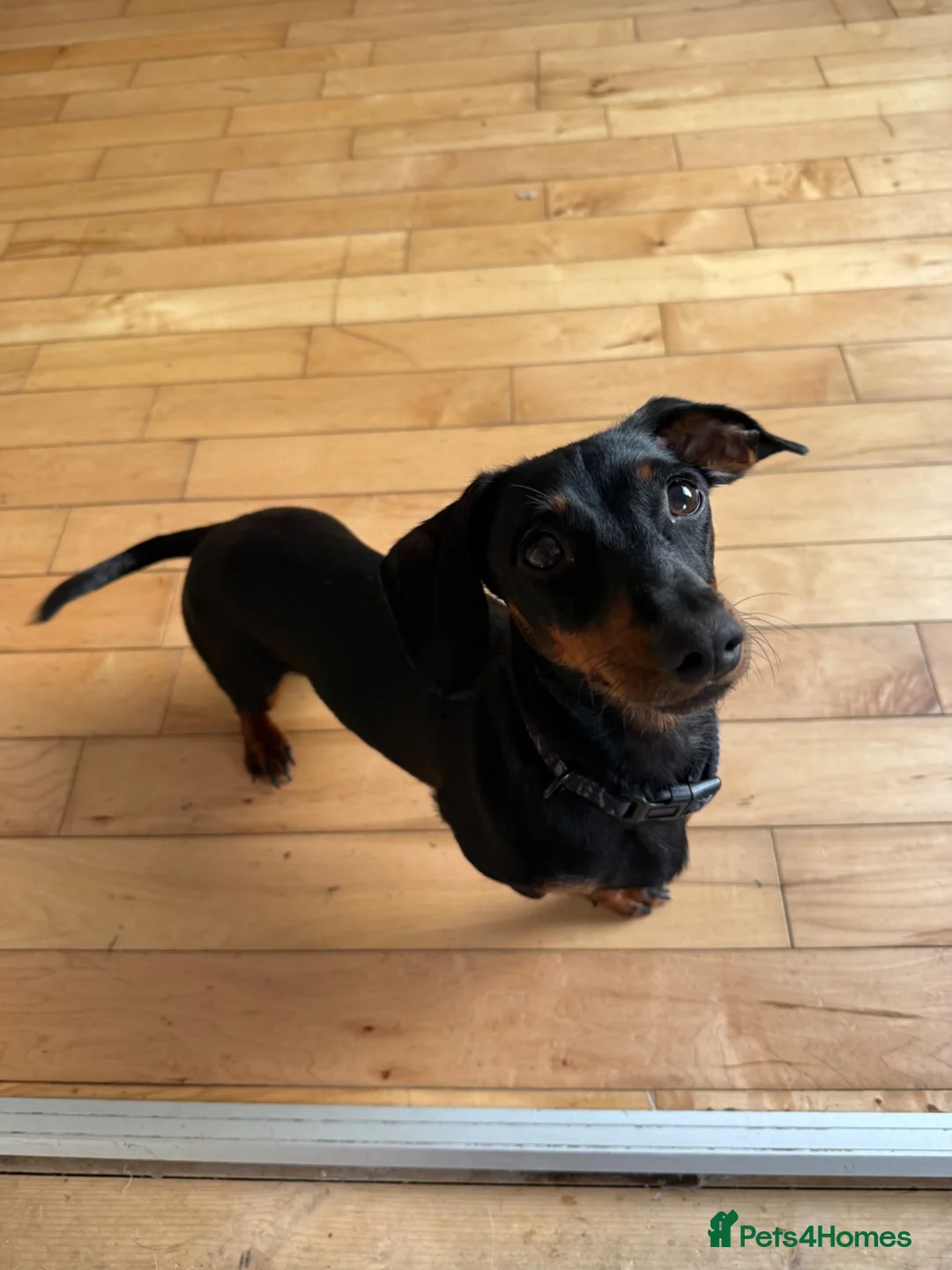 Miniature Dachshund dogs for sale: Dachshund  in Belfast - Advert 2