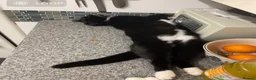 Mixed Breed cats for sale: Magic 2 year old spayed cat - Advert 2