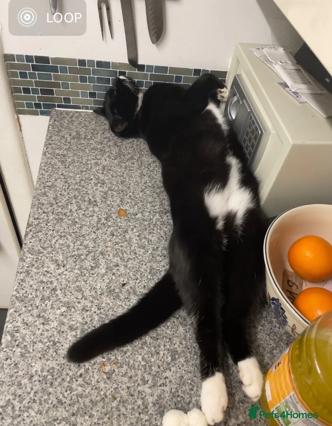 Mixed Breed cats for sale: Magic 2 year old spayed cat - Advert 2