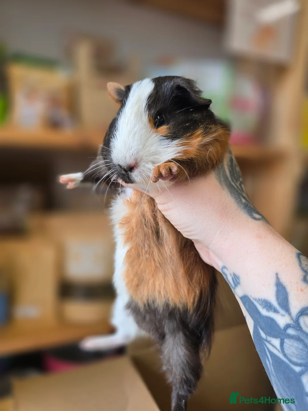 Guinea Pig rodents for sale: Baby male guinea pigs available  - Advert 5