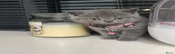 British Shorthair cats for sale: Female  - Advert 5