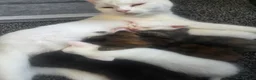 Mixed Breed cats for sale: 2 kittens for sale  - Advert 2