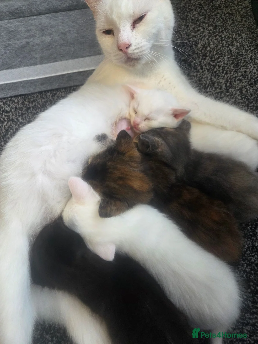 Mixed Breed cats for sale: 2 kittens for sale  - Advert 2