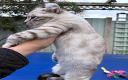 Savannah cats for sale: Breath taking wild looking girl  - Image 30