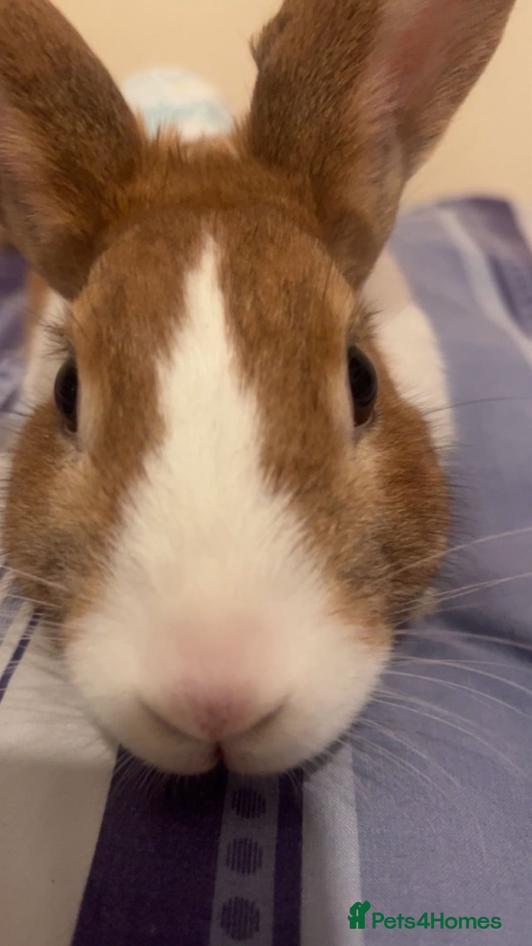 Dutch rabbits for sale: Dutch rabbit  - Image 1