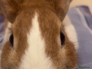 Dutch rabbits - Advert 3