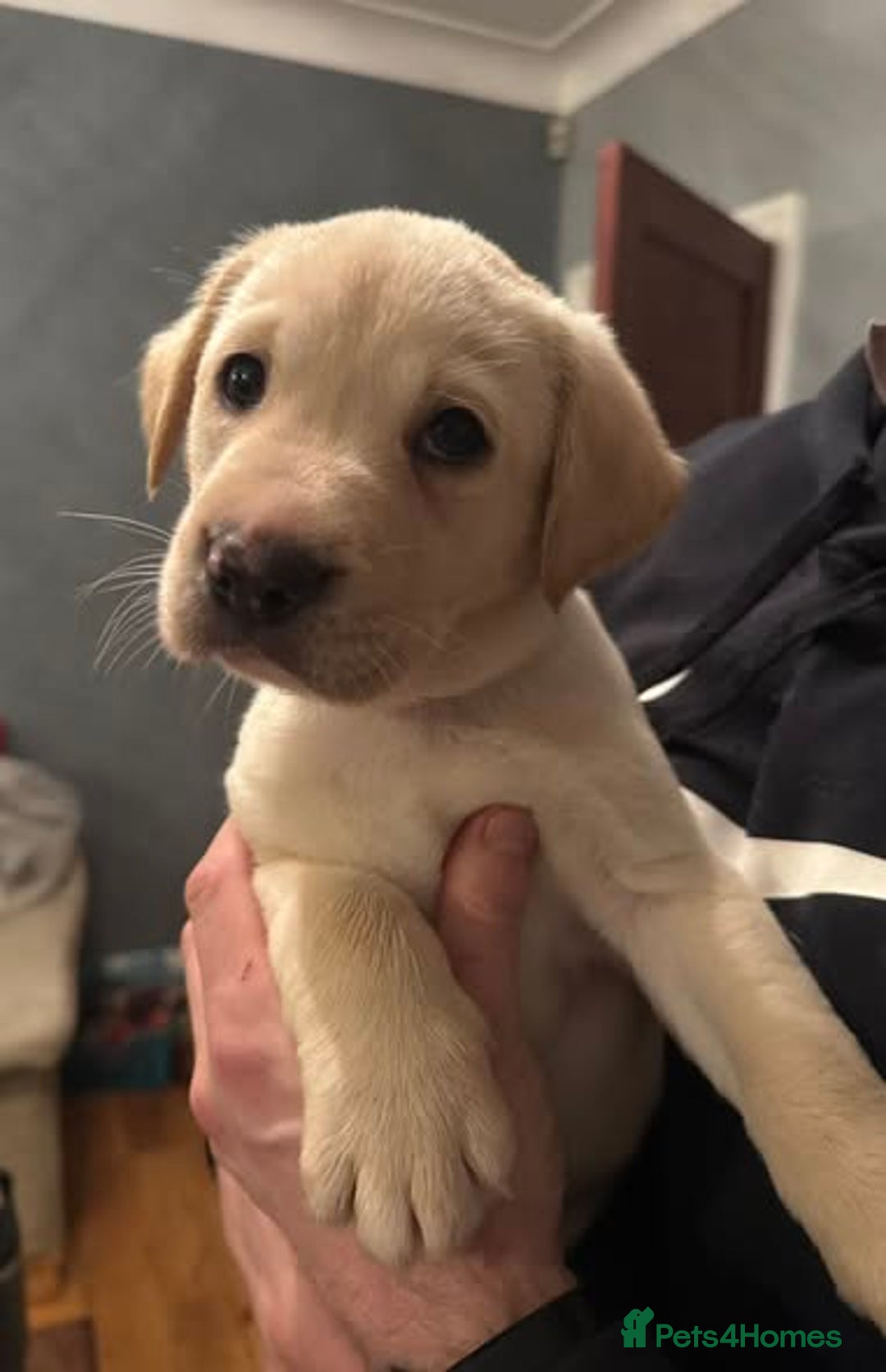 Labrador Retriever dogs for sale: KC registered Labrador puppies needing new homes - Advert 10