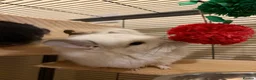 Chinchilla rodents for sale: Two RPA female Chinchillas - Advert 10