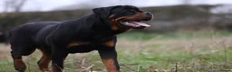 Rottweiler dogs for stud: KC Registered, 5 Star Bloodlines, STUD ONLY in Rugby - Advert 2