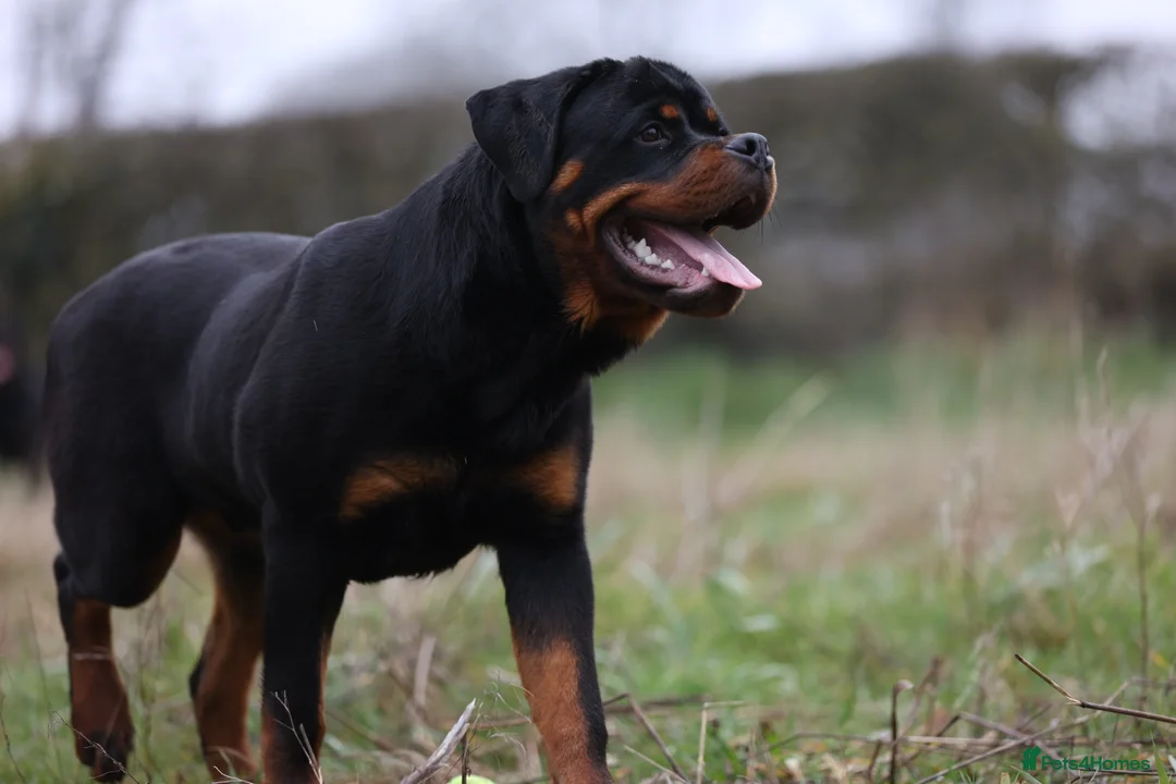 Rottweiler dogs for stud: KC Registered, 5 Star Bloodlines, STUD ONLY in Rugby - Advert 2