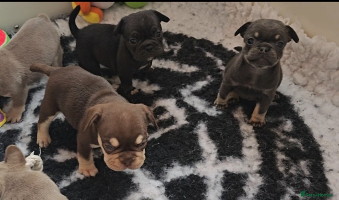 Frug dogs for sale: Beautiful Frug Babies 😍 - Image 15