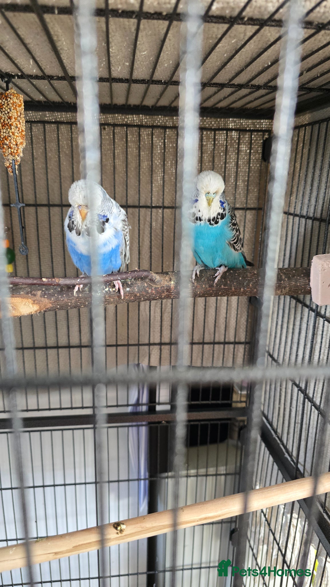 Budgerigars birds 2 female budgies with set up - Advert 1