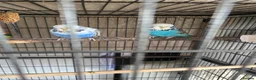 Budgerigars birds for sale: 2 female budgies with set up - Advert 1