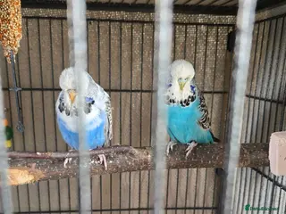 Budgerigars birds 2 female budgies with set up - Advert 1
