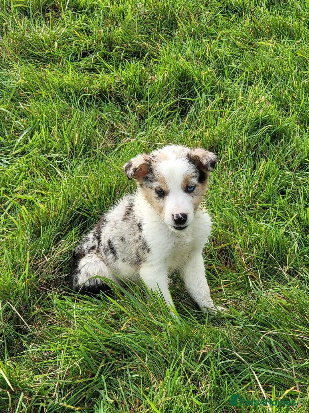 Mixed Breed dogs for sale: 7 Lovely Puppies 2Blue Merle and 5 border Collies. - Image 10